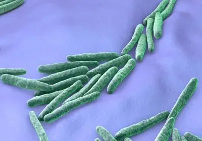 False-colored micrograph of Mycobacterium tuberculosis